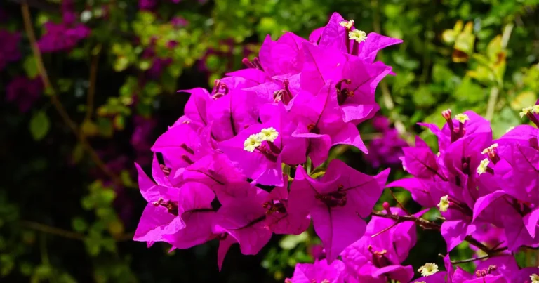 Is the Four O'Clock flowers a Perennial or Annual?
