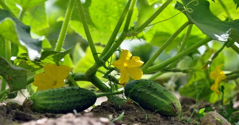 Companion Planting for Cucumbers: What to Grow