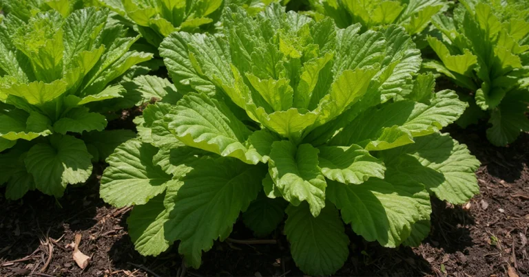 Lettuce Bolting: Why Your Salad is Flowering and What to Do About It