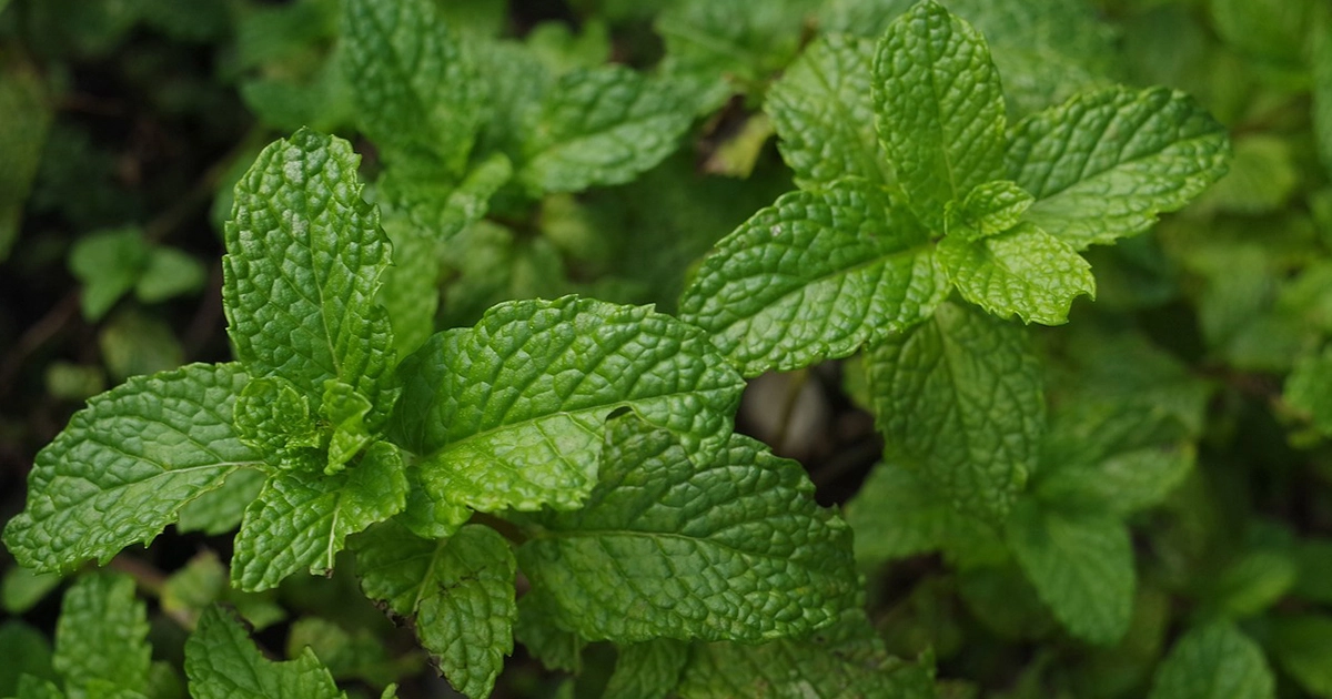 Guide to Starting Mint Seeds Successfully