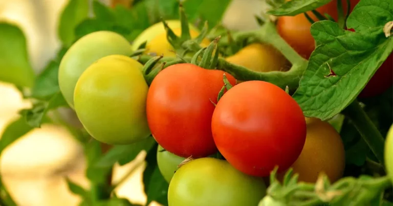 tomato companion plants