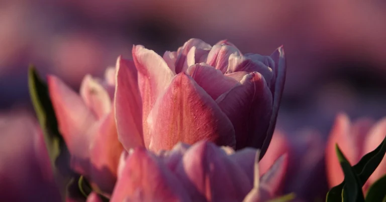 how to plant tulip bulbs