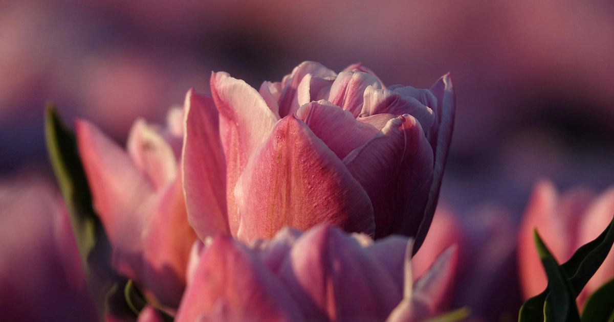 how to plant tulip bulbs