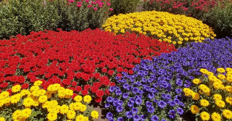 Annual Flowers