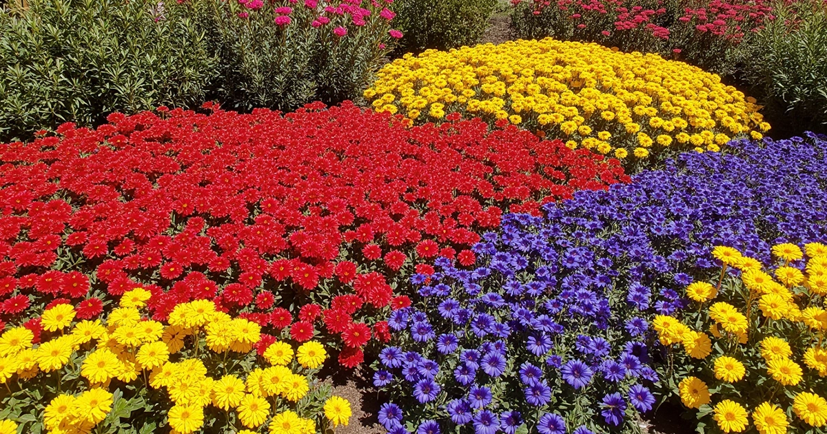 Annual Flowers