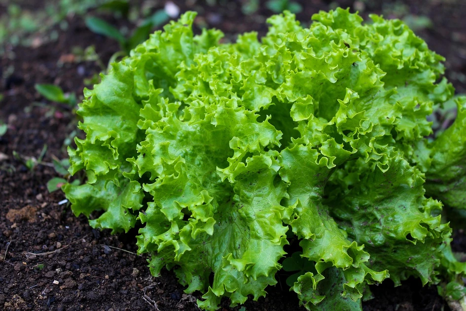how to grow lettuce
