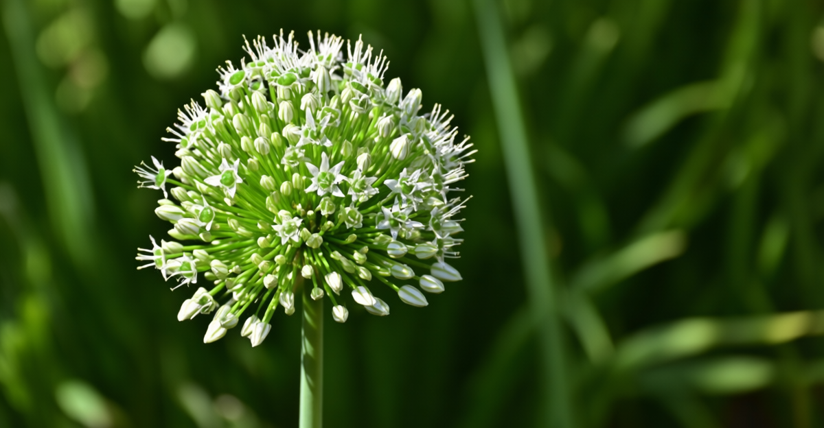 garlic plant flower