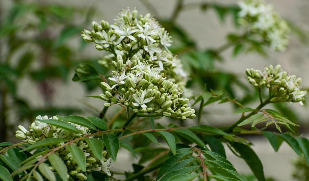 curry plant