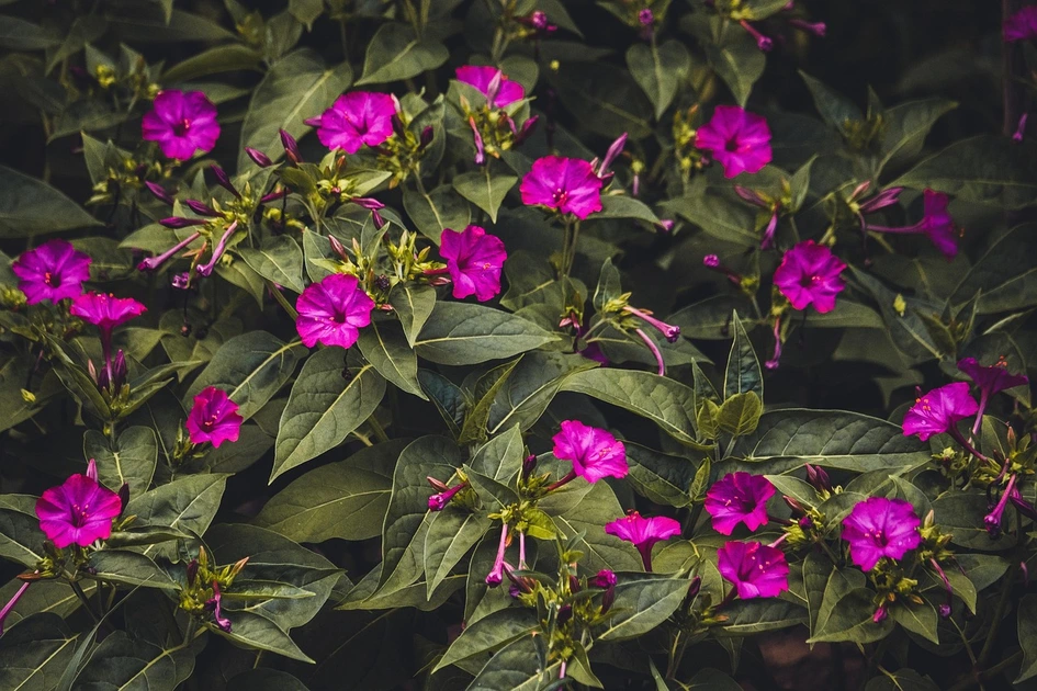 4 o clock flowers