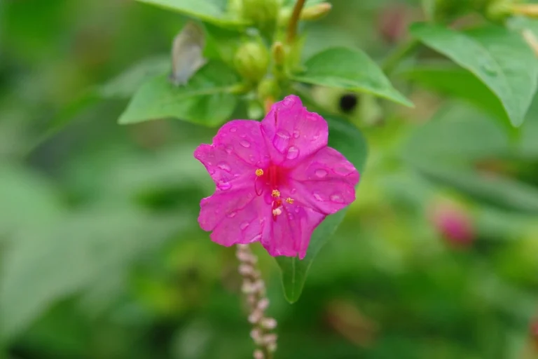 are 4 o clocks perennials