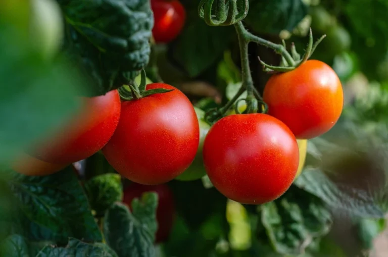 tomaten plant
