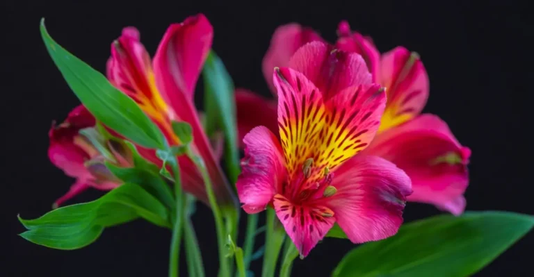 alstroemeria flowers