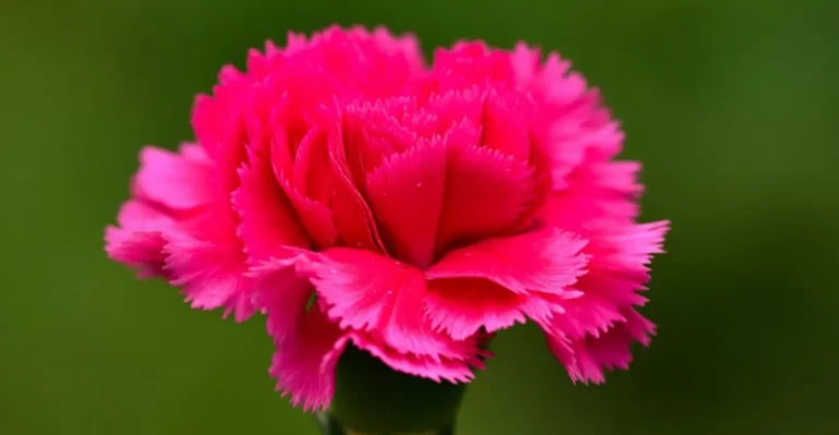 carnations