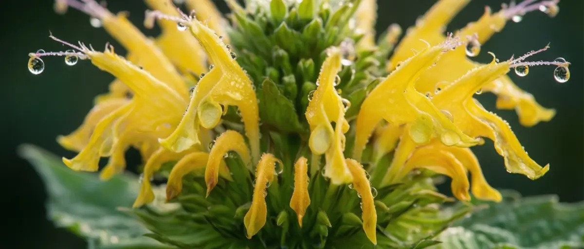 Lemon Bee Balm Seedlings