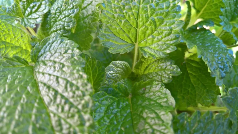 lemon bee balm seeds