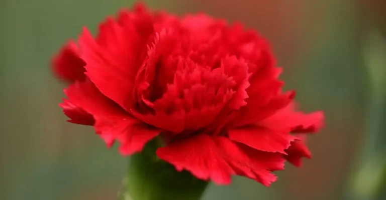 red carnation flower