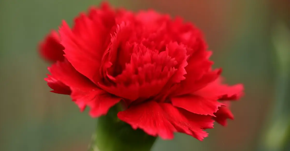 red carnation flower