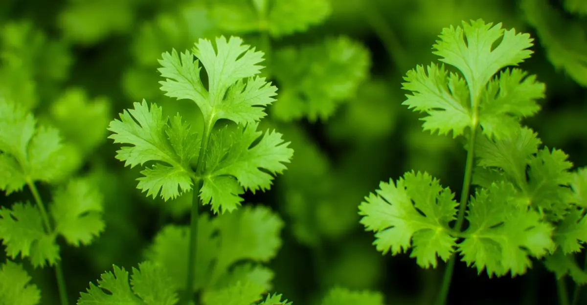 cilantro growing