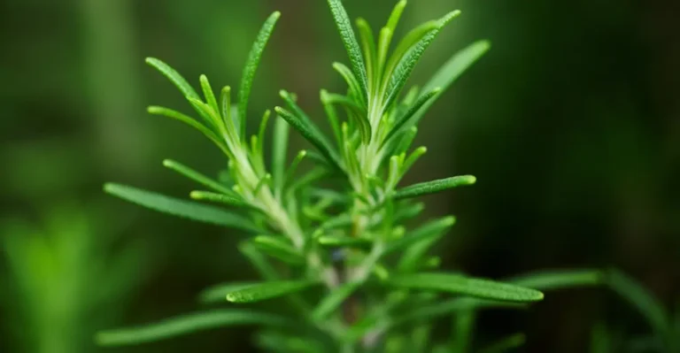 growing rosemary plant