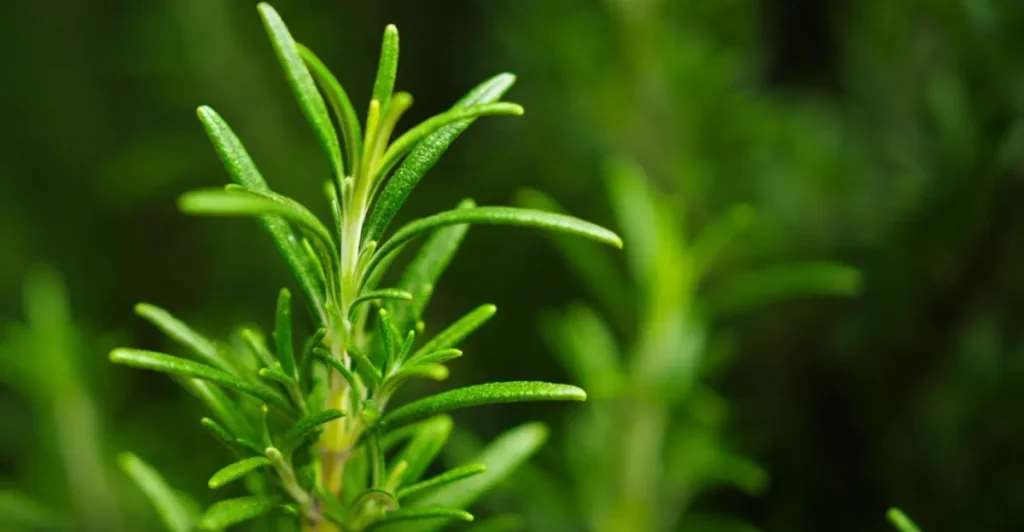 rosemary plant